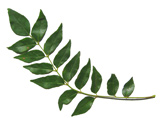 Curry Leaves