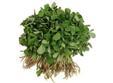 Fenugreek Leaves